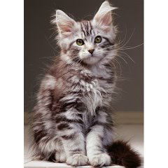 Nathan - Le Chaton Maine Coon