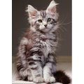 Nathan - Le Chaton Maine Coon